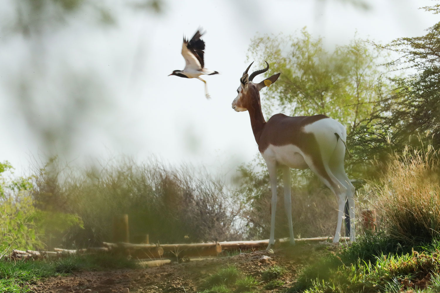 Incontri con animali esotici