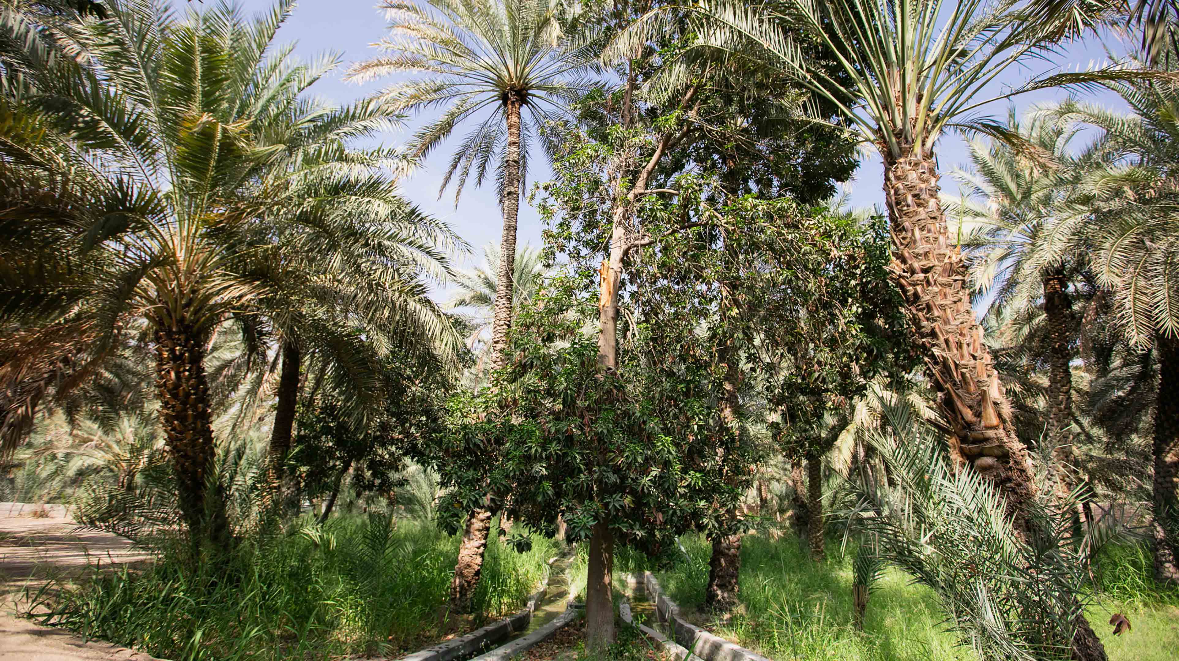 oasis garden