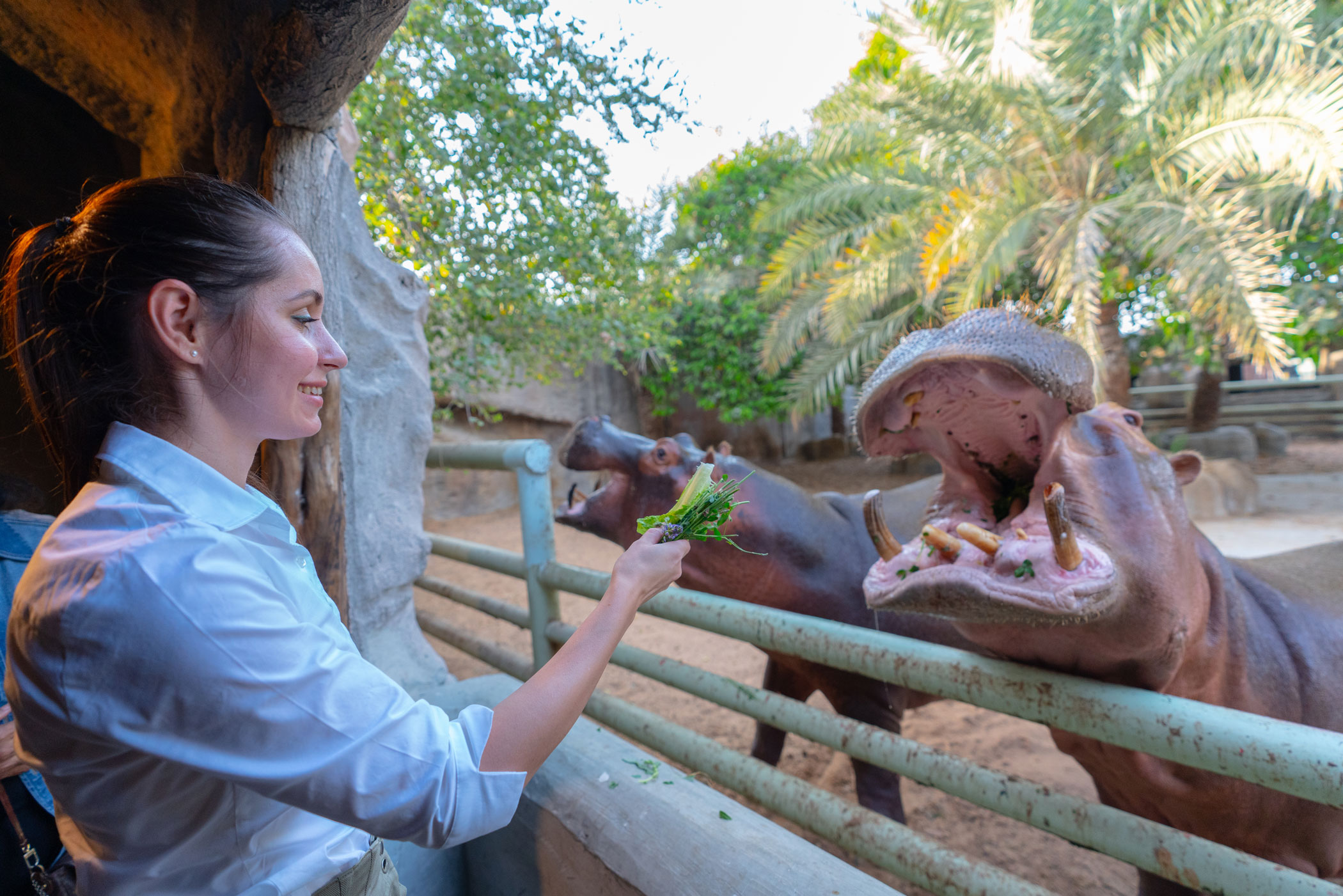 4. エミレーツ・パーク動物園でエサやりタイム