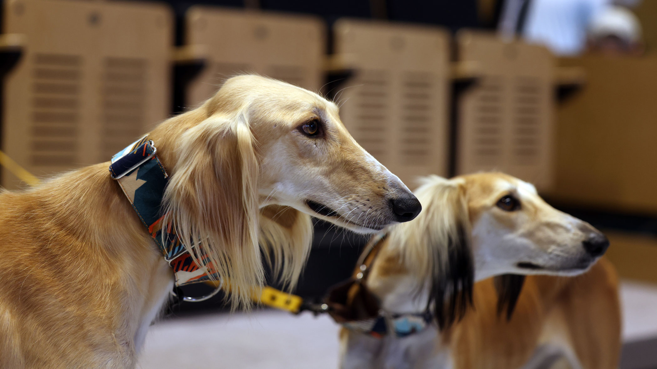 Informacje o chartach perskich (saluki)
