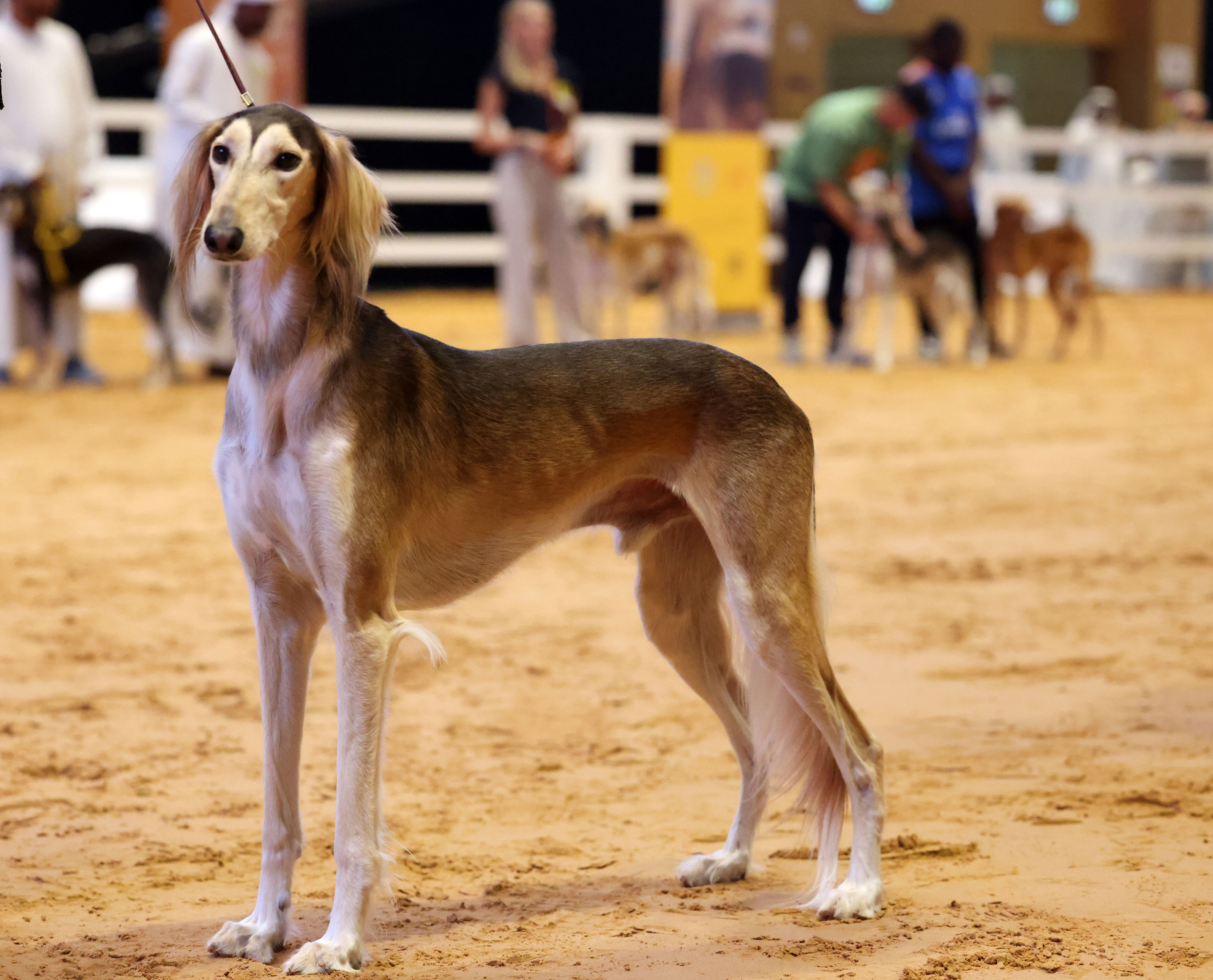 Saluki-Centre