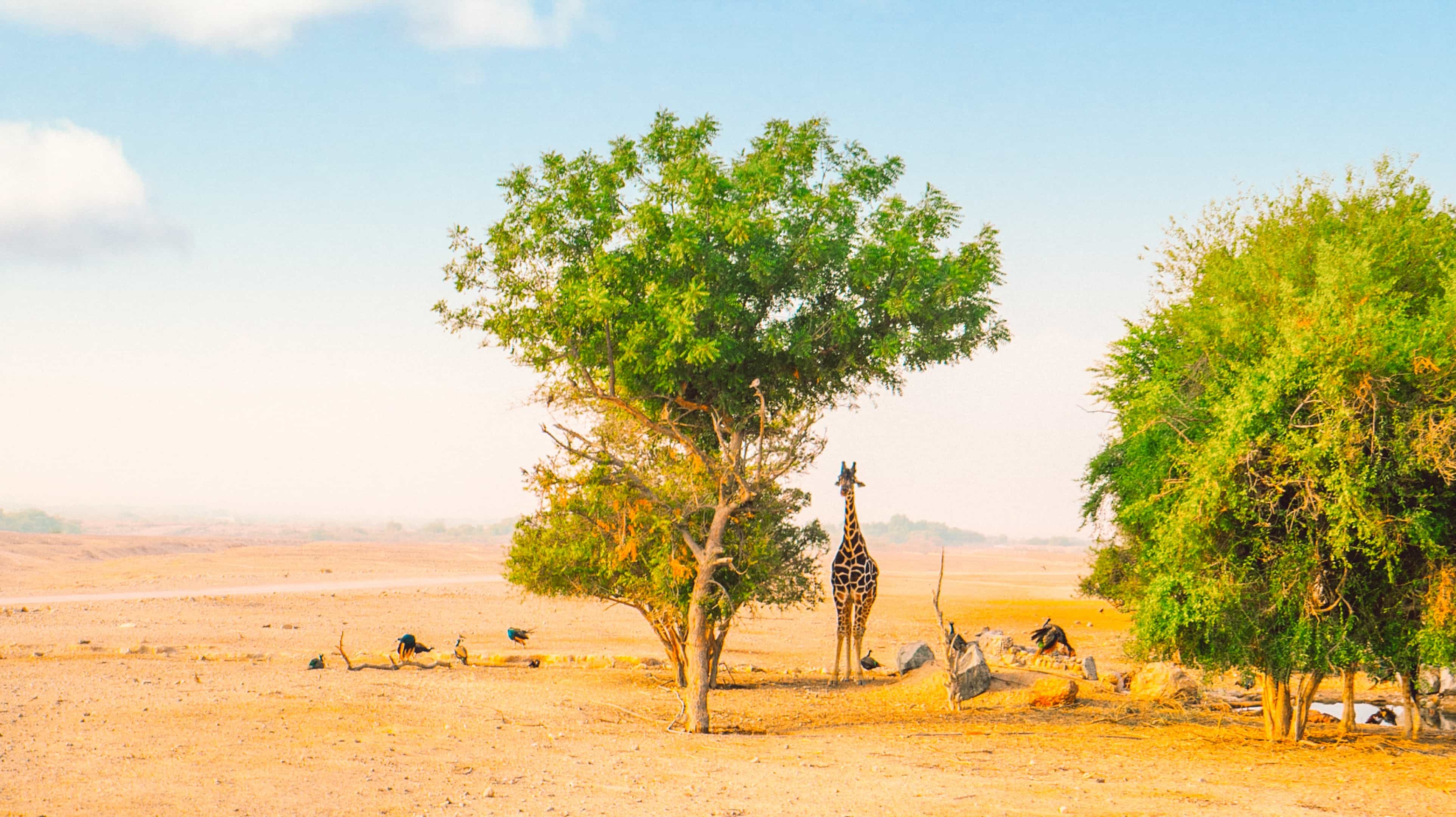 Isla Sir Bani Yas